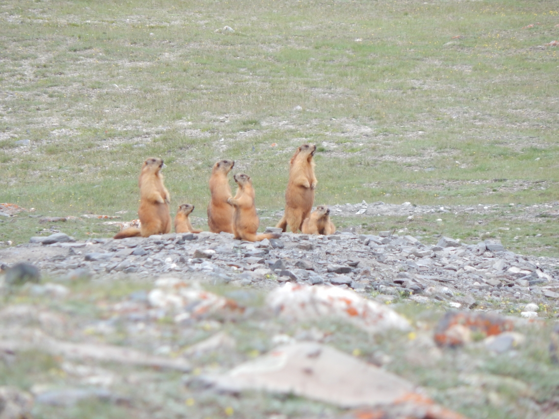 Brown bear_U arctos_Tajikistan Central Asia_Ground squirrels a favorite bear food_K Karimov