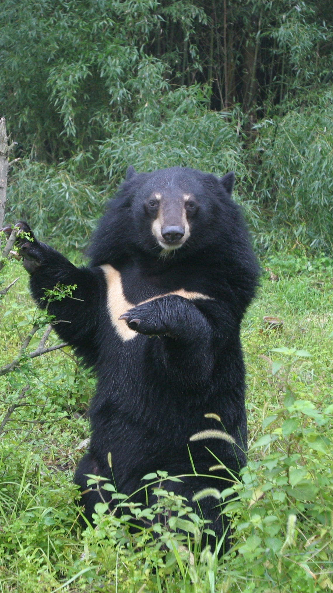 Asiatic black bear_U thibetanus_SE Asia rescue center_displaying white chest blaze, ruff, white chin_Animals Asia