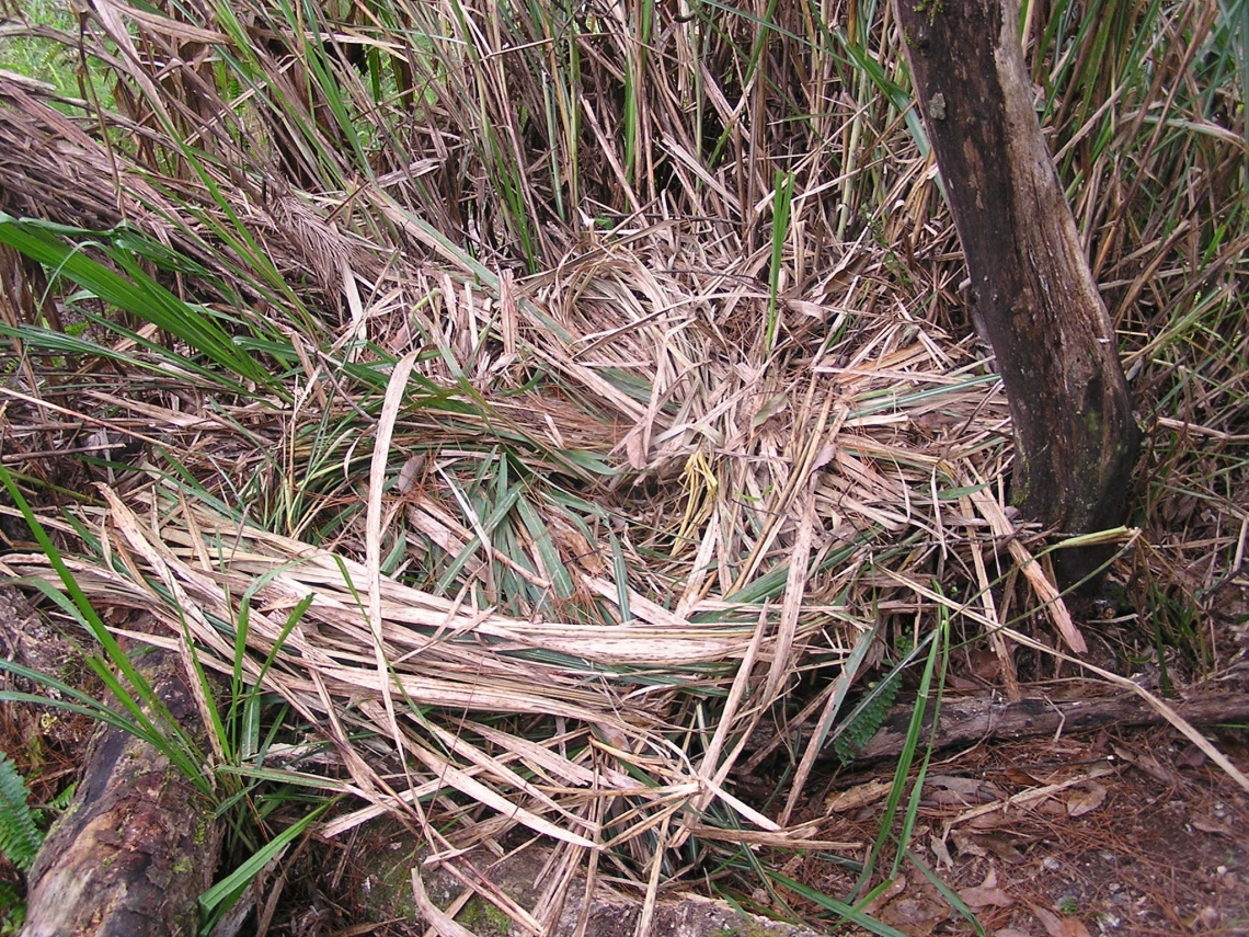 Asiatiic black bear_U thibetanus_Taiwan_ground nest_Mei-hsiu Hwang