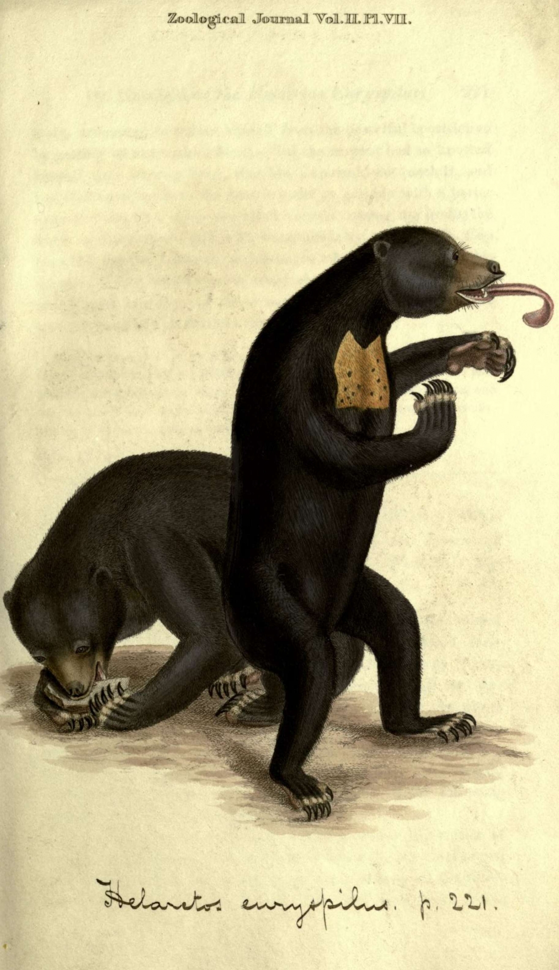 First published drawing of a Bornean sun bear, showing wide "quadrangular" chest marking. (From Horsfield 1825)