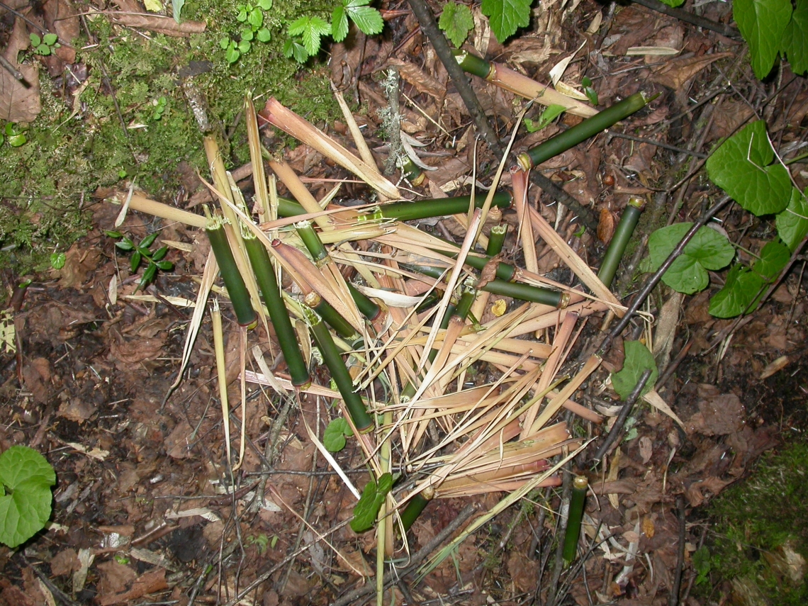 Giant panda_A melanoleuca_Wolong NR_signs from consuming bamboo shoots_Sheng Li