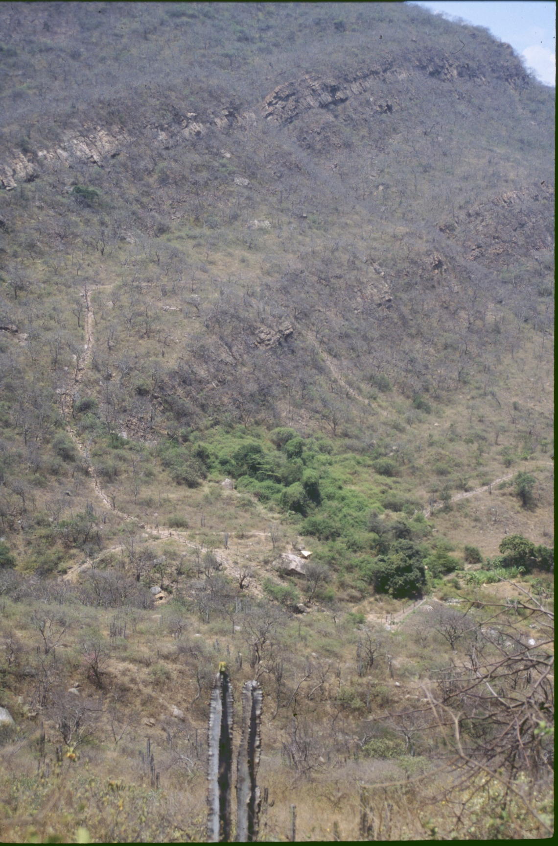 Andean bear_T ornatus_facility in Chaparri Peru_dry season_L Kolter