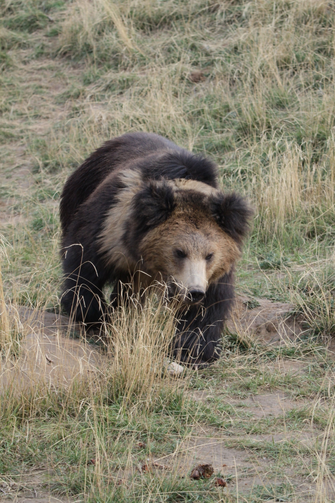 Brown bear_U arctos_western China Xining zoo_white collar around neck and chest__D Xiang