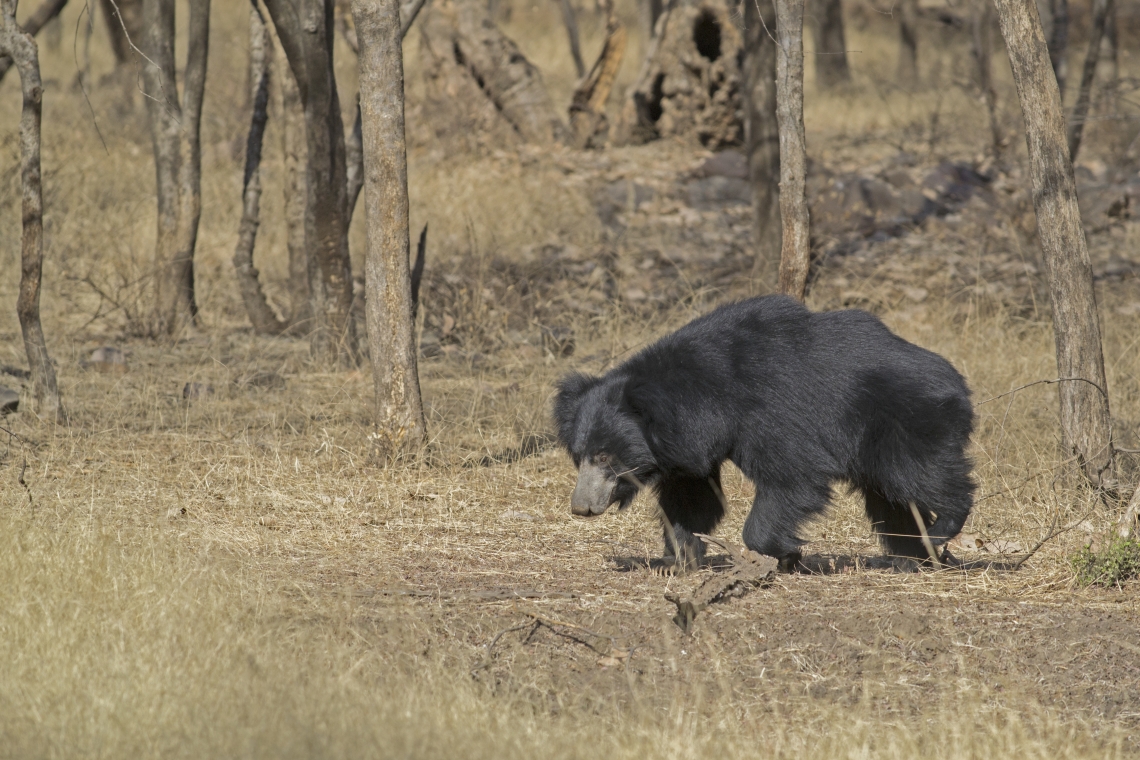 Sloth bear_M ursinus_Ranthambhore Rajasthan_Bear walking_Kaushal Patel