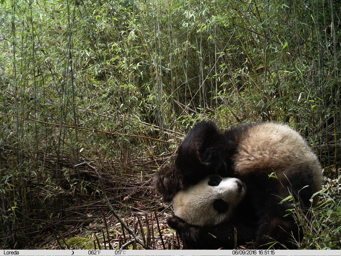 Giant panda_A melanoleuca_Changqing NR_young panda playing_Peking University
