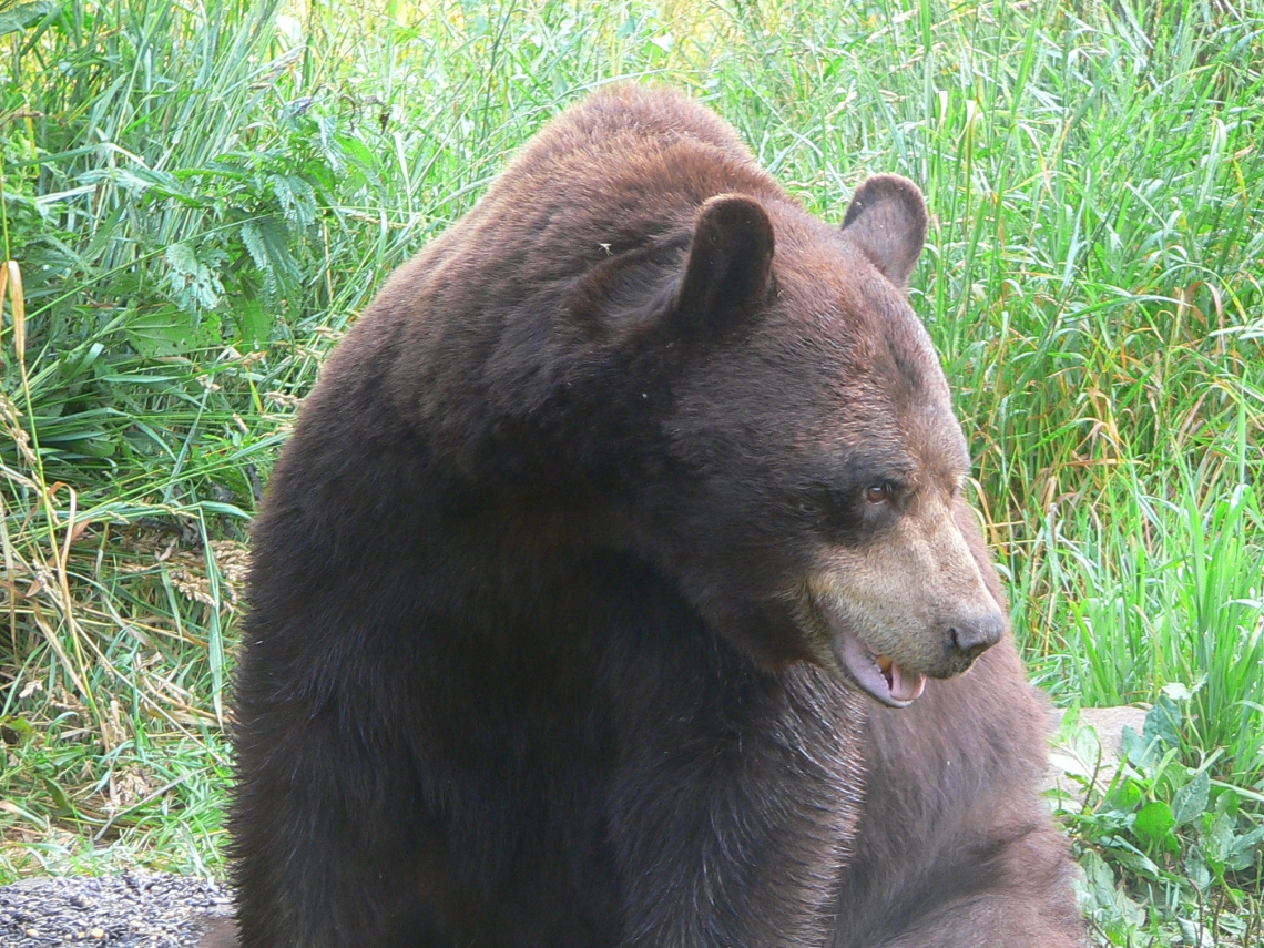 American black bear_U americanus Minnesota_chocolate color phase_D Garshelis