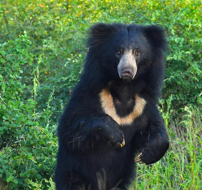 Sloth bear_M ursinus_Central India_Ansar Khan