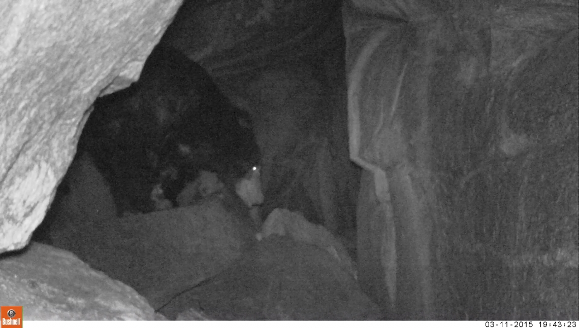 Sloth bear_M ursinus_Ramdurga India_male bear returning to a resting den_Wildlife SOS