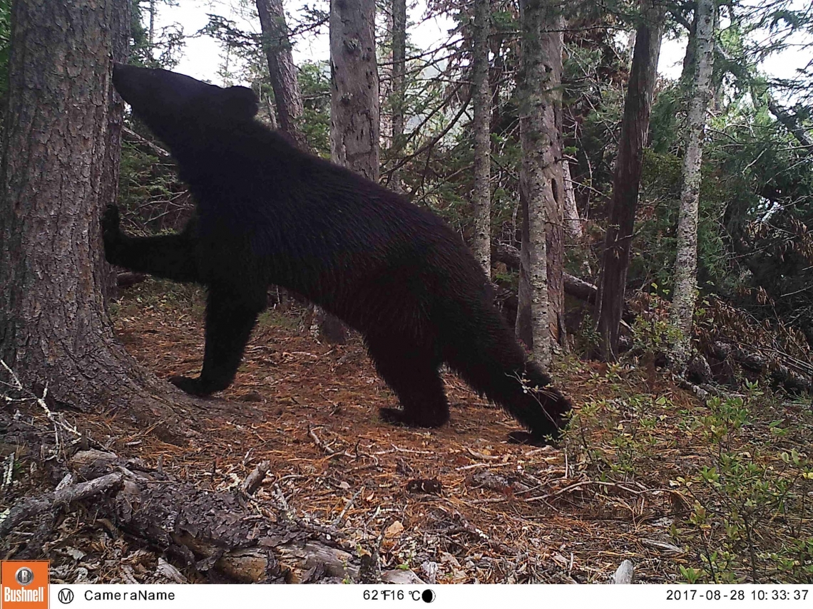 Asiatic black bear_U thibetanus_Russian Far East_sniffing scent mark_I Seryodkin