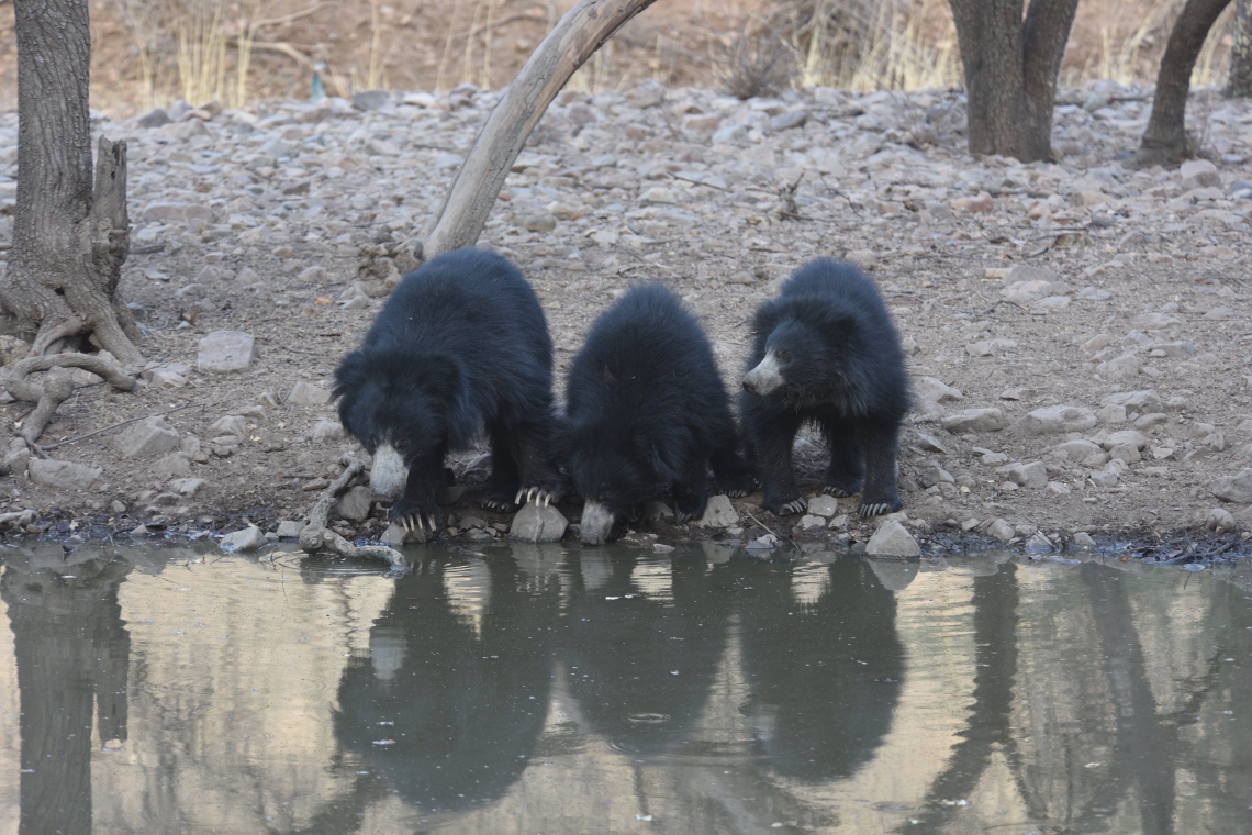 Sloth bear_M ursinus_central India_Drinking at water hole_Bablu Khan
