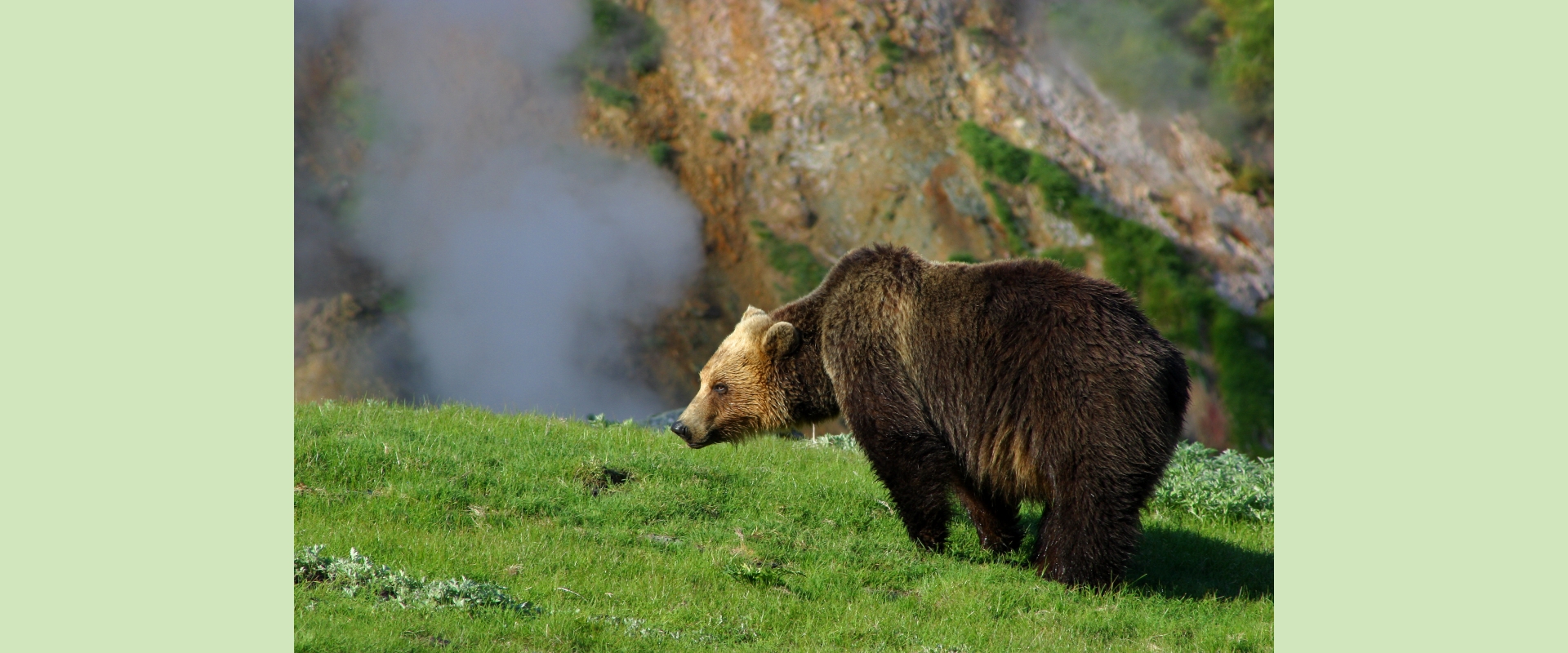 Brown bear