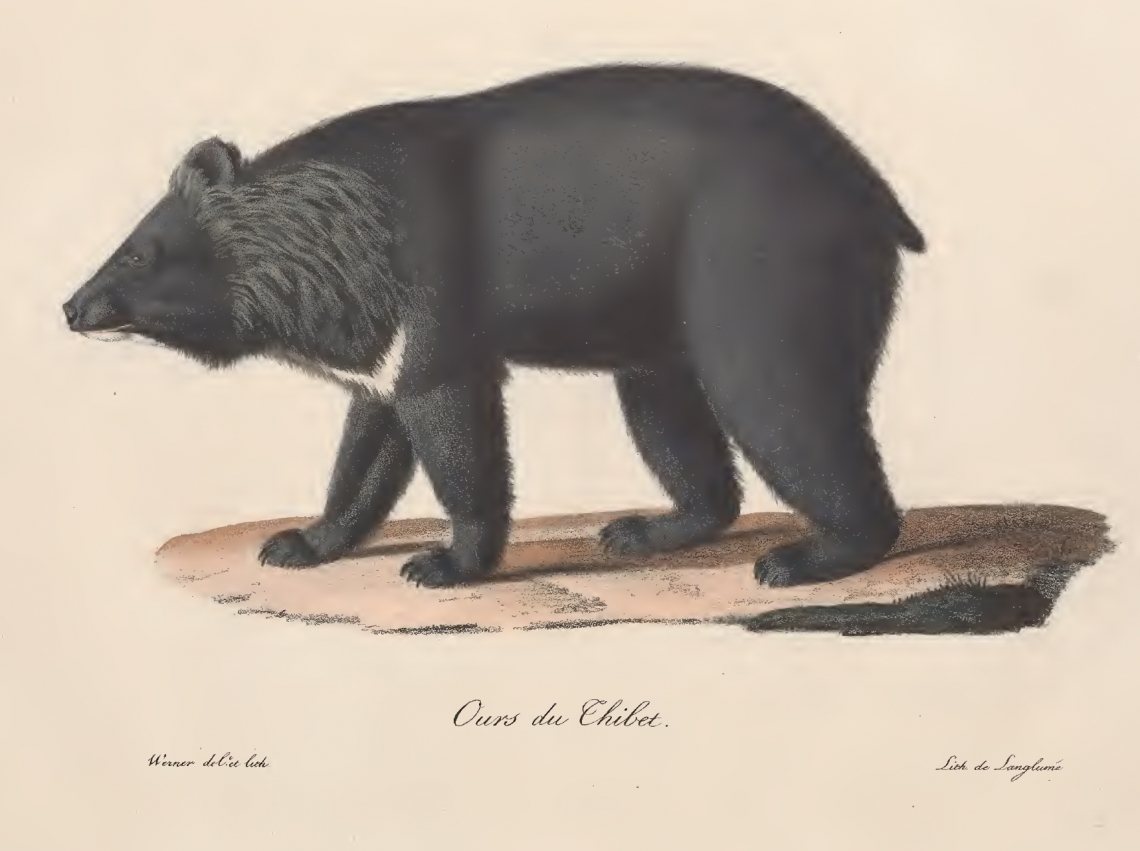 The Asiatic black bear was originally called the Thibet bear because it was thought to have a narrow distribution. [From St.-Hilaire & F. Cuvier 1824-25, though named the year before by G. Cuvier]
