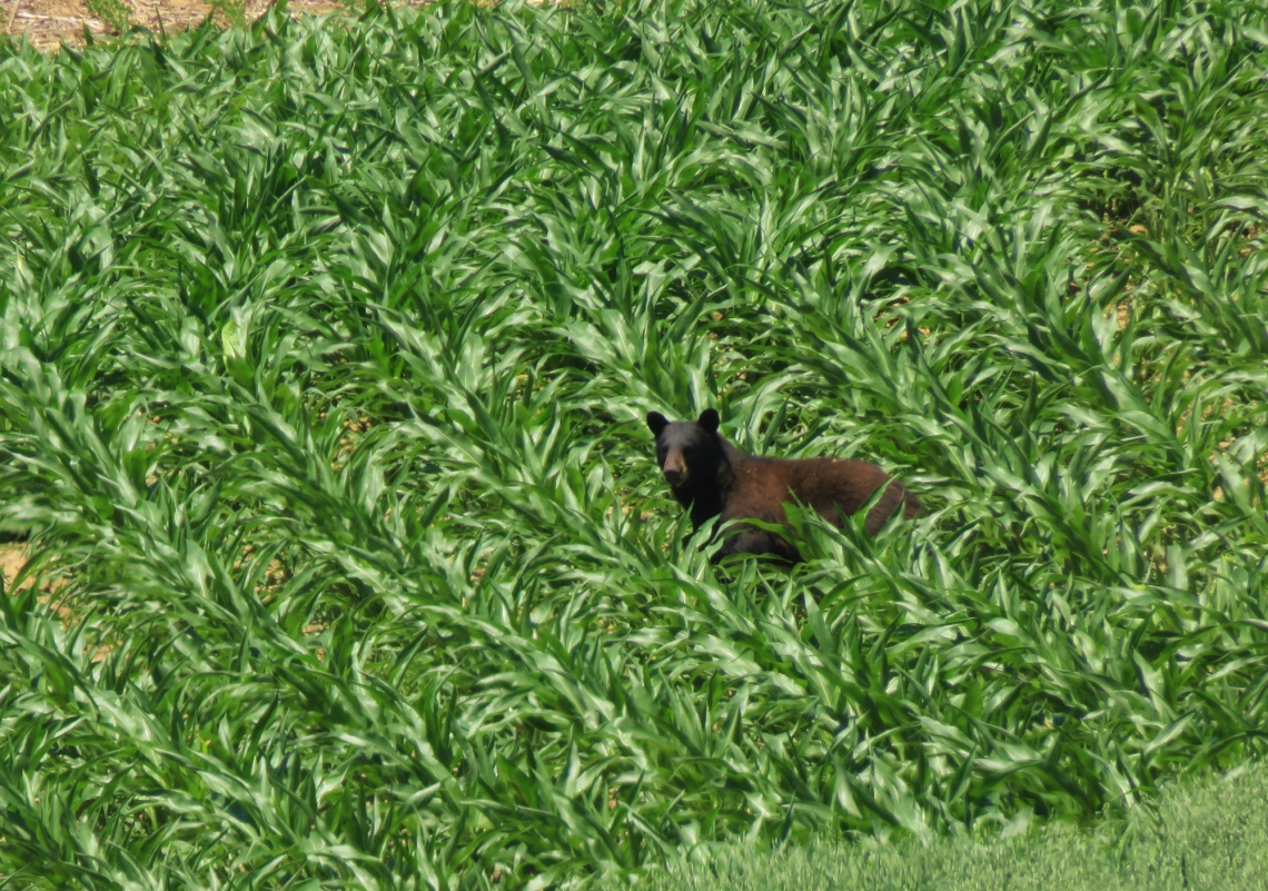American black Bear_U americanus_Iowa_bear in cornfield_Iowa DNR