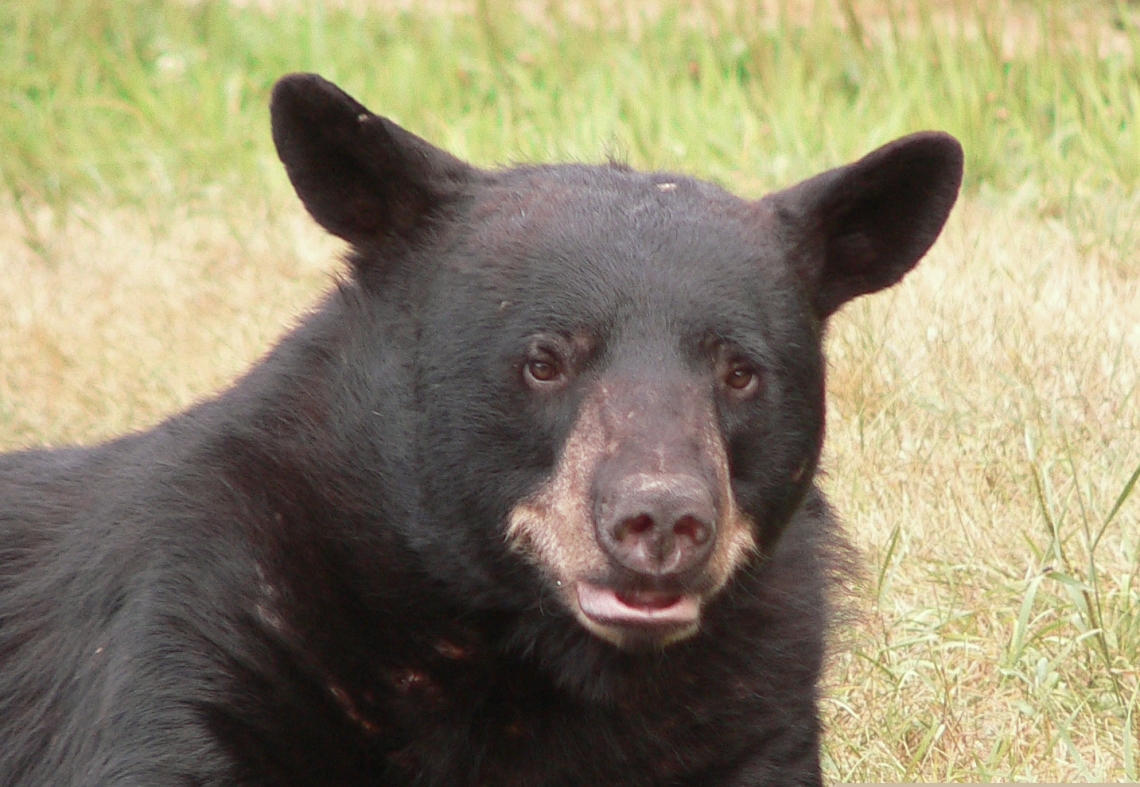 American black bear_U americanus_Minnesota_D Garshelis