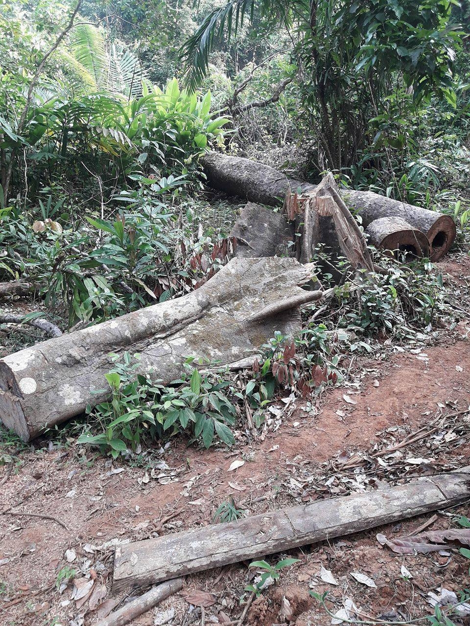 Sun bear_H malayanus_Myanmar_forest cutting_L Gaffi