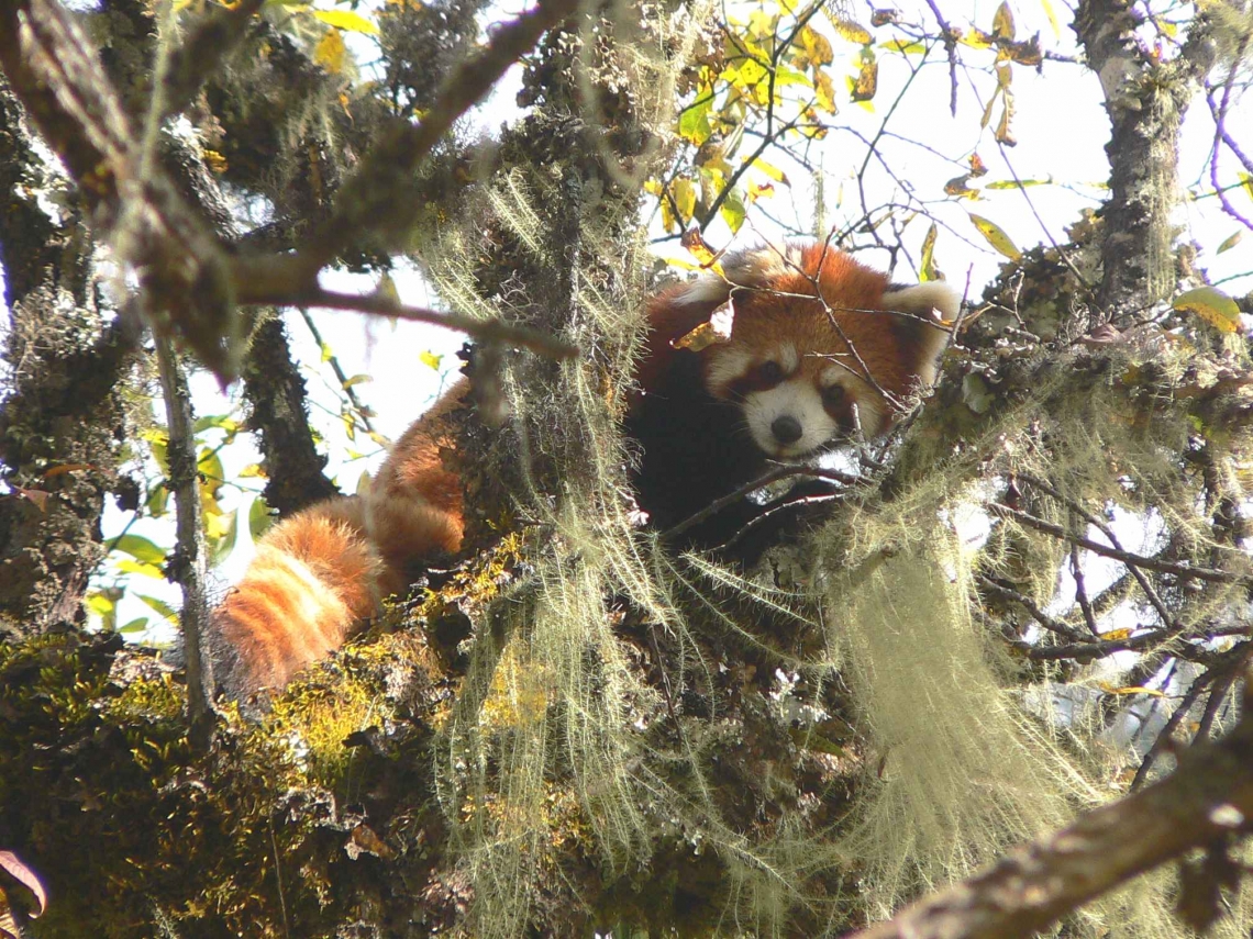 Red panda_Ailurus styani_wild Wolong China_D Garshelis
