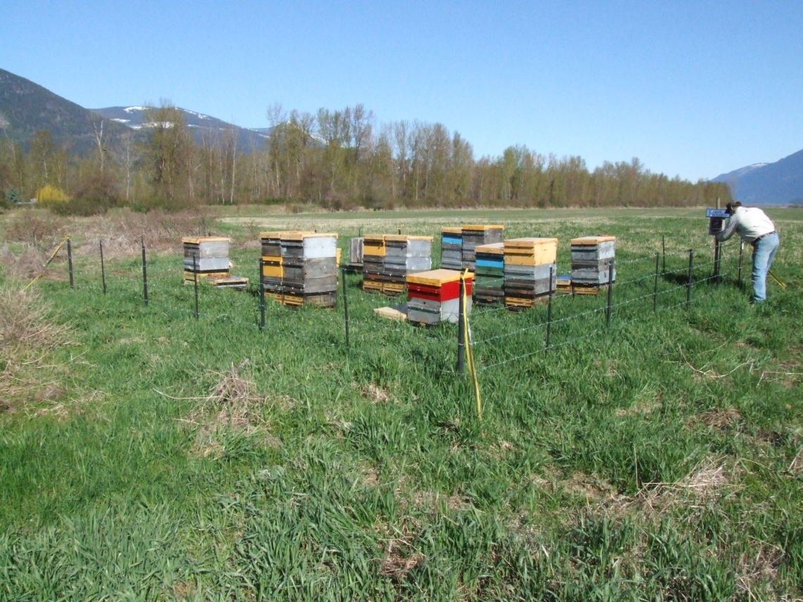Brown bear_U arctos_Southern British Columbia Canada_electric fencing to repel bears from commercial bee hives_M Proctor