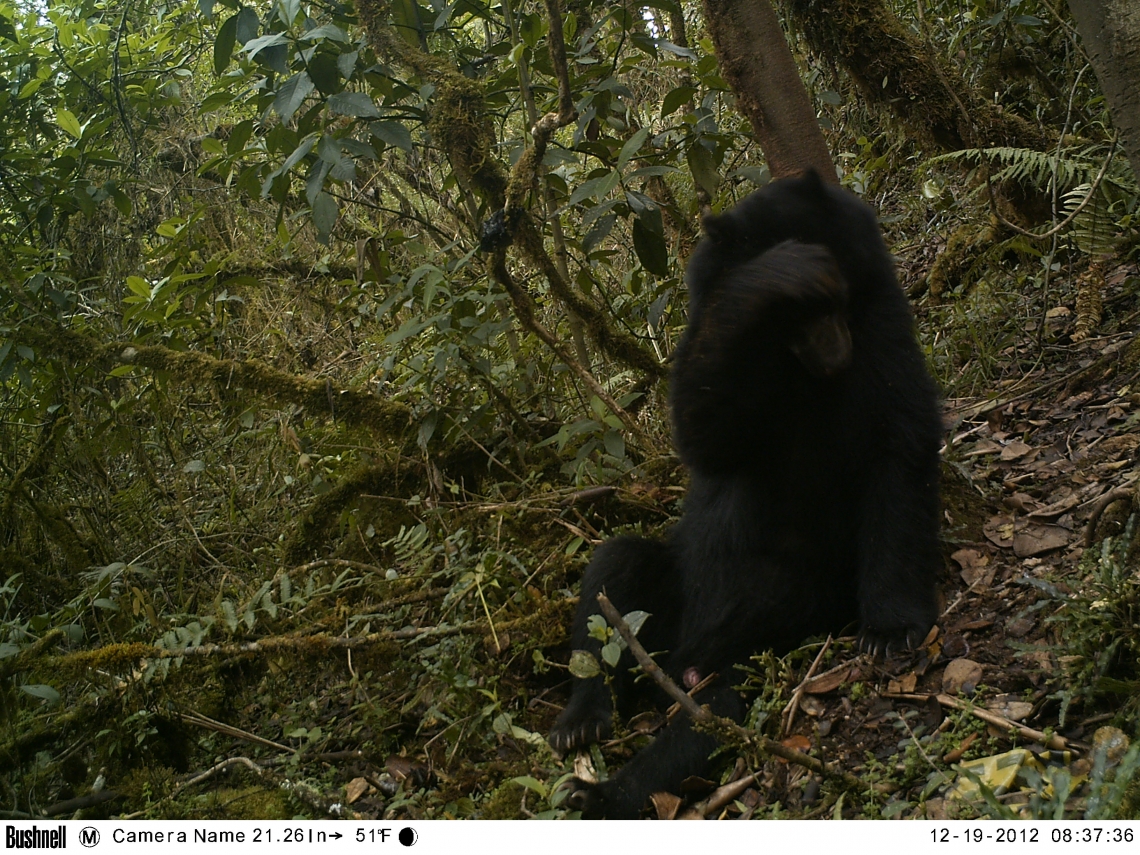 Andean bear_T ornatus_Colombia_adult marking behavior_Fundaciòn Wii-Nexen-Corpoguavio-Colombia_1