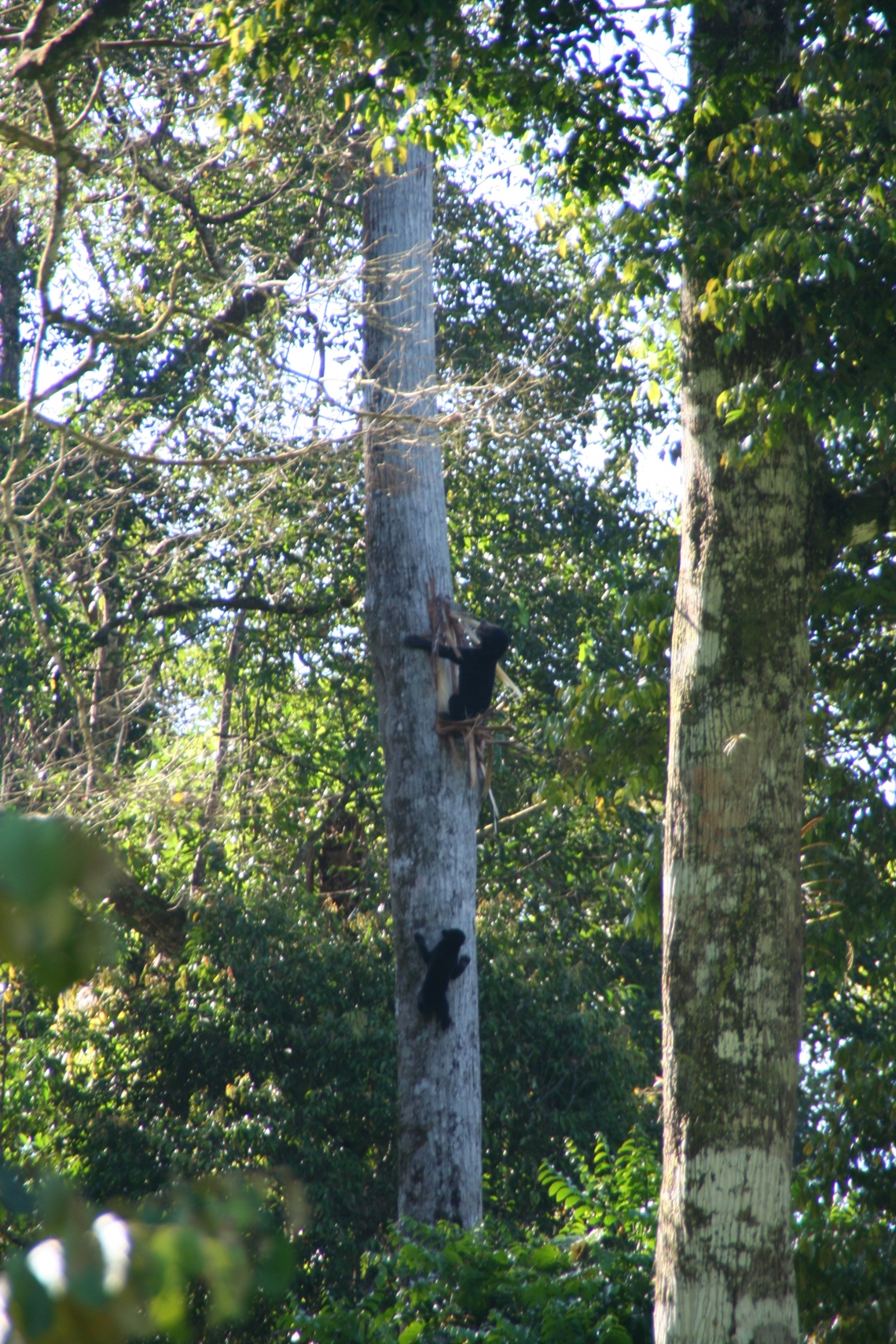 Sun bear_H malayanus_Sabah, Malaysia_mother and cub breaking into stingless bees nest_Wineke Schoo_1