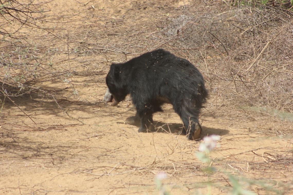 Sloth bear_M ursinus_Gujarat India_debris on coat_N Dharaiya
