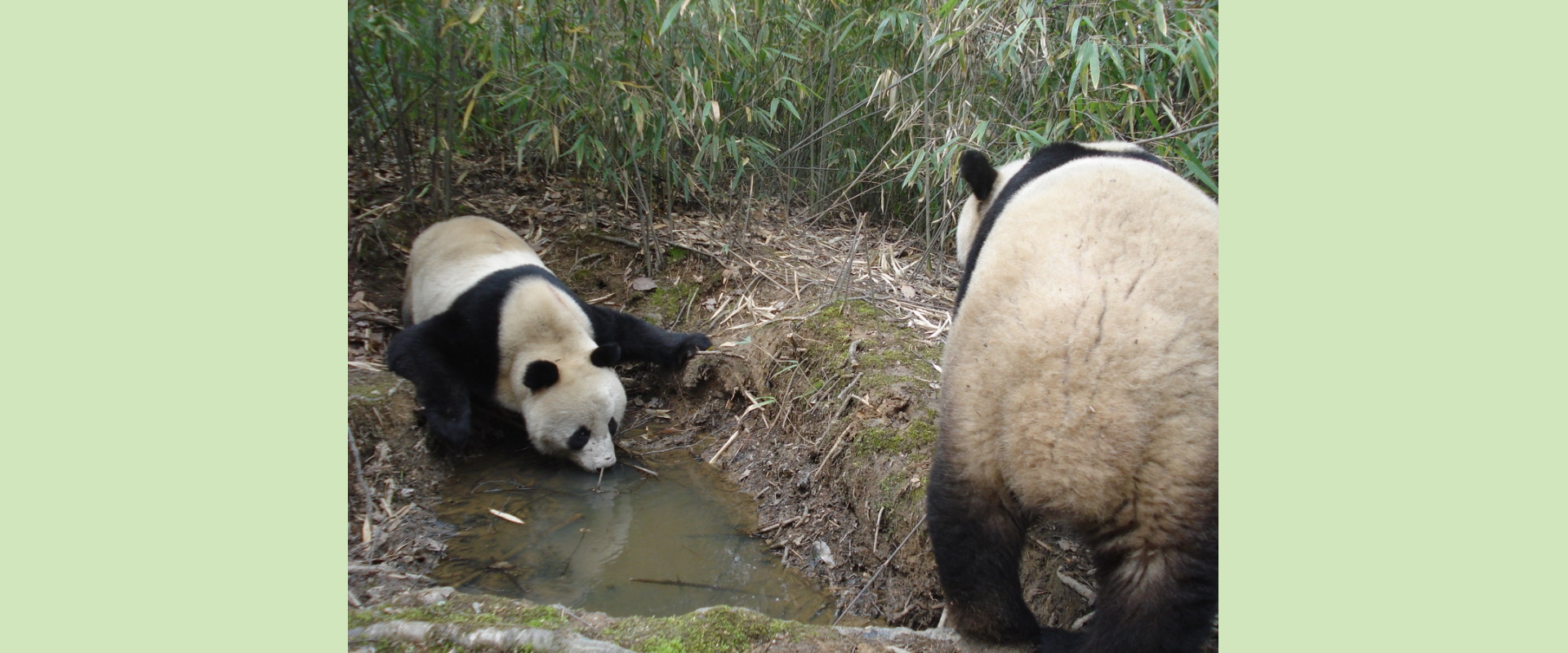 Giant panda