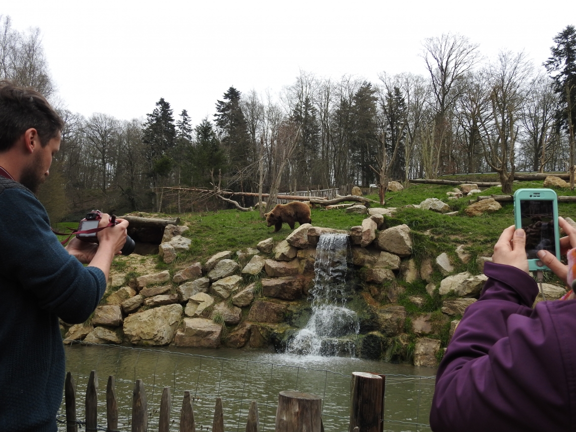 Brown bear_U arctos_Lisieux zoo France_L Kolter