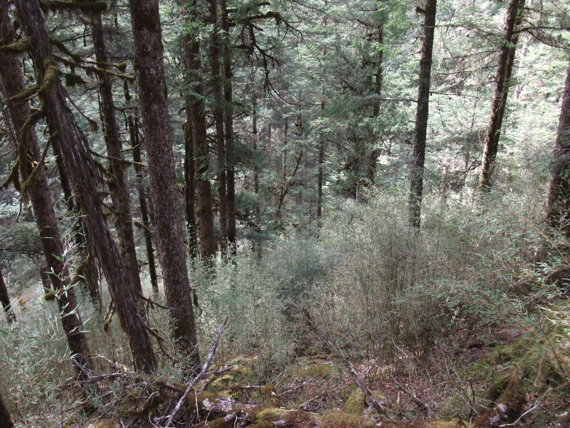 Giant panda_A melanoleuca_Wanglang NR_habitat in conifer forest_Sheng Li