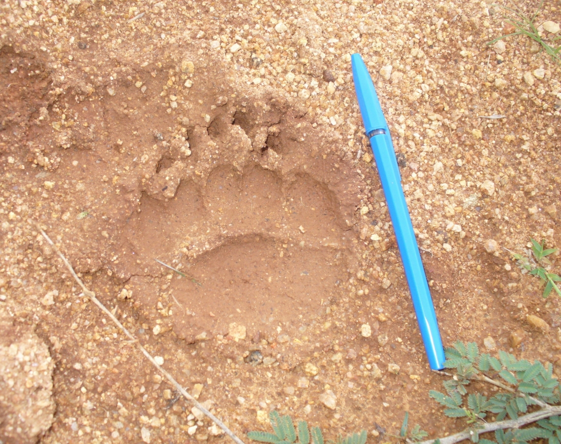 Sloth bear_M ursinus_Gujarat India_front pug mark_N Dharaiya