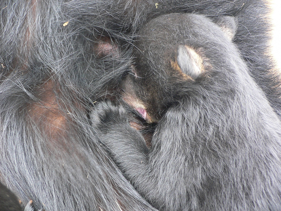 American black bear_U americanus_Minnesota_suckling cub_D Garshelis