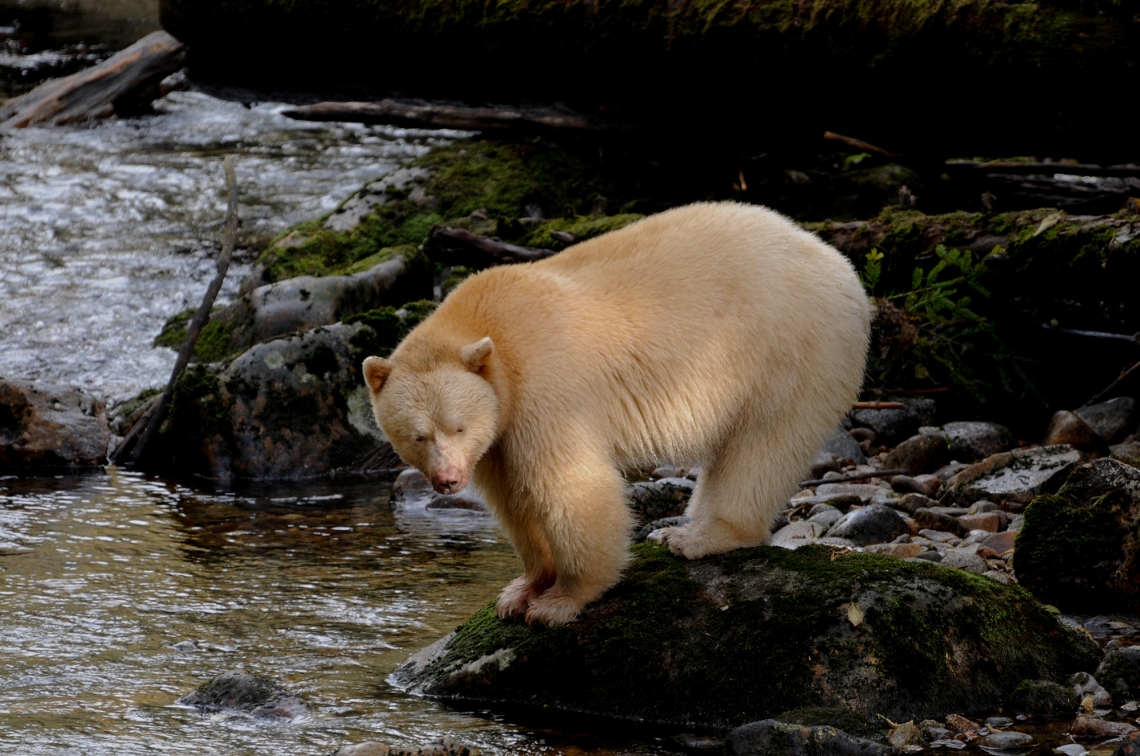 American black bear_U americanus British Columbia_white phase Kermode bear_J Beecham