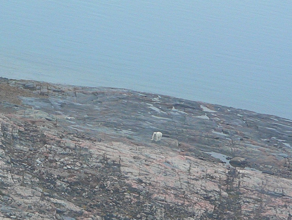 Polar bear_U maritimus_Nunavut Canada_fasting during ice free season_D Garshelis
