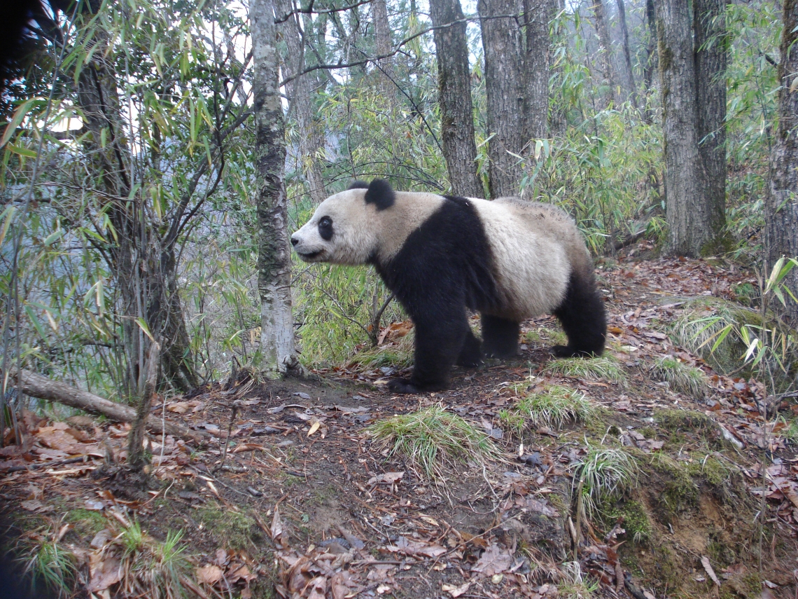 Giant panda, central China_D Wang & S Li Giant panda, central China_D Wang & S Li
