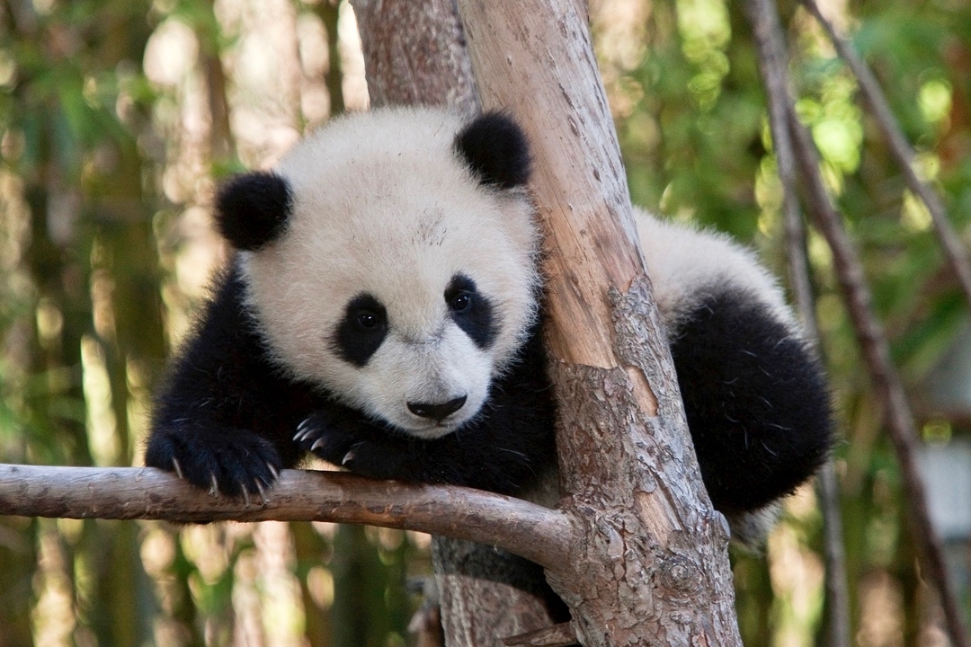 Giant panda_A melanoleuca_Foping NR_black and white pelage develops at an early age_IOZCAS
