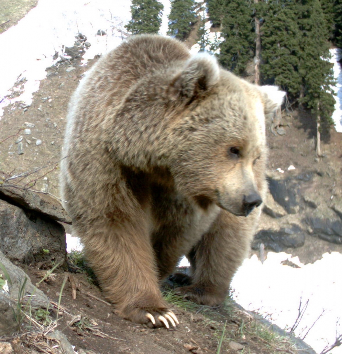Brown_bear_U arctos_Machiara National Park_Pakistan_S Hameed