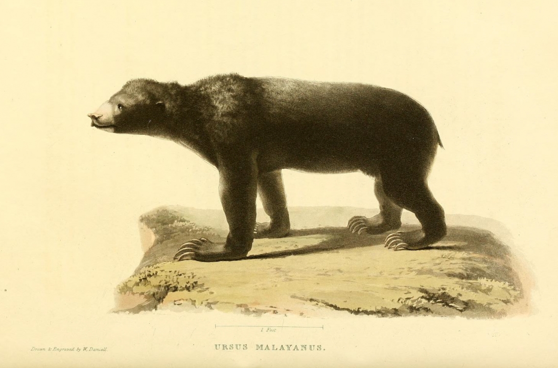First published drawing of a sun bear, from a Sumatran bear shipped by Raffles to a museum in London in 1820. (From Horsfield 1824)