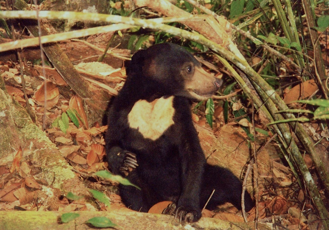 Sun bear_H malayanus_Kalimantan Indonesia_full sun chest mark_G Fredriksson