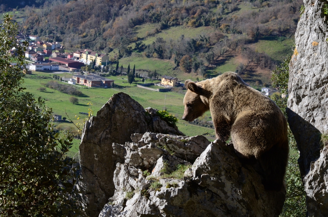 Brown bear looking down at town in Cantabrian Mountains, Spain_Vincenzo Penteriani