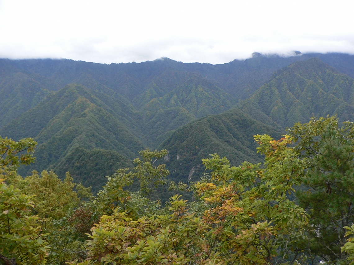 Asiatic blackj bear_U thibetanus_Sichuan China_temperate mountainous habitat_D Garshelis