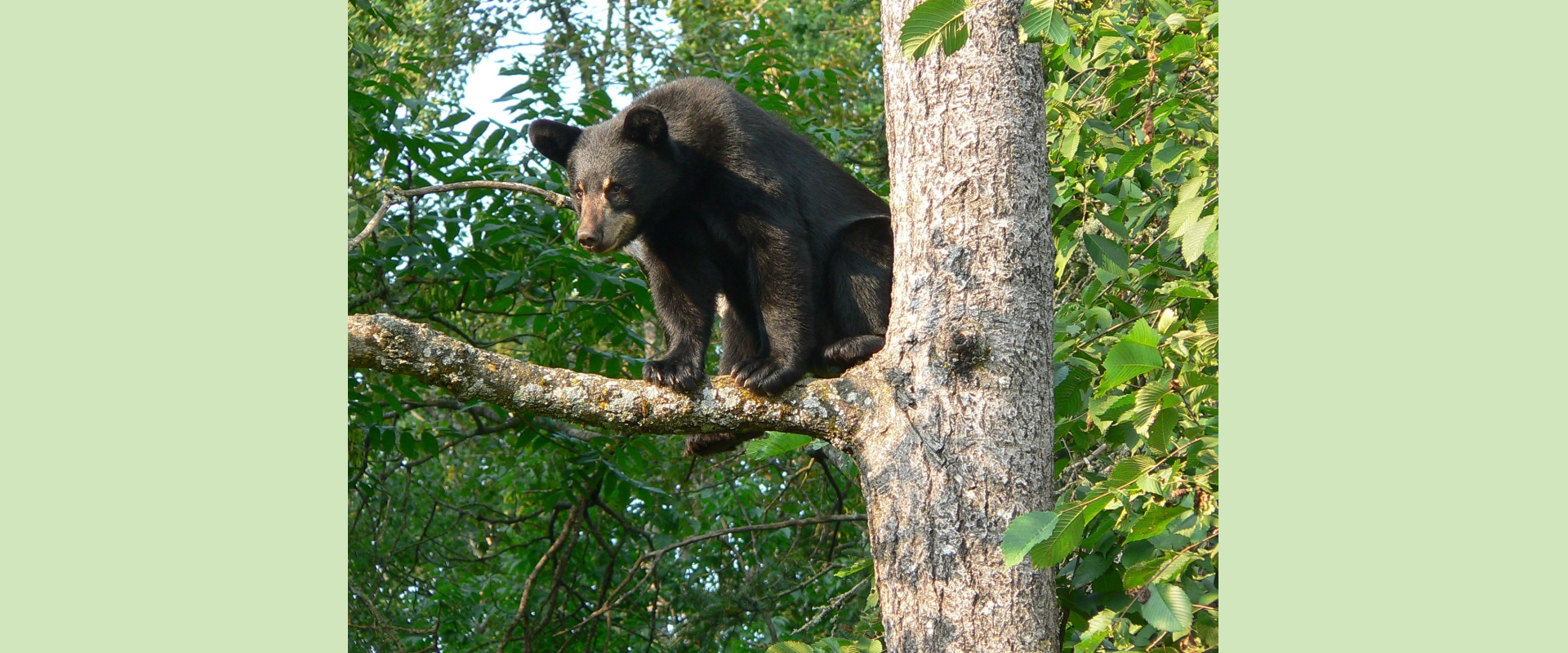 American black bear