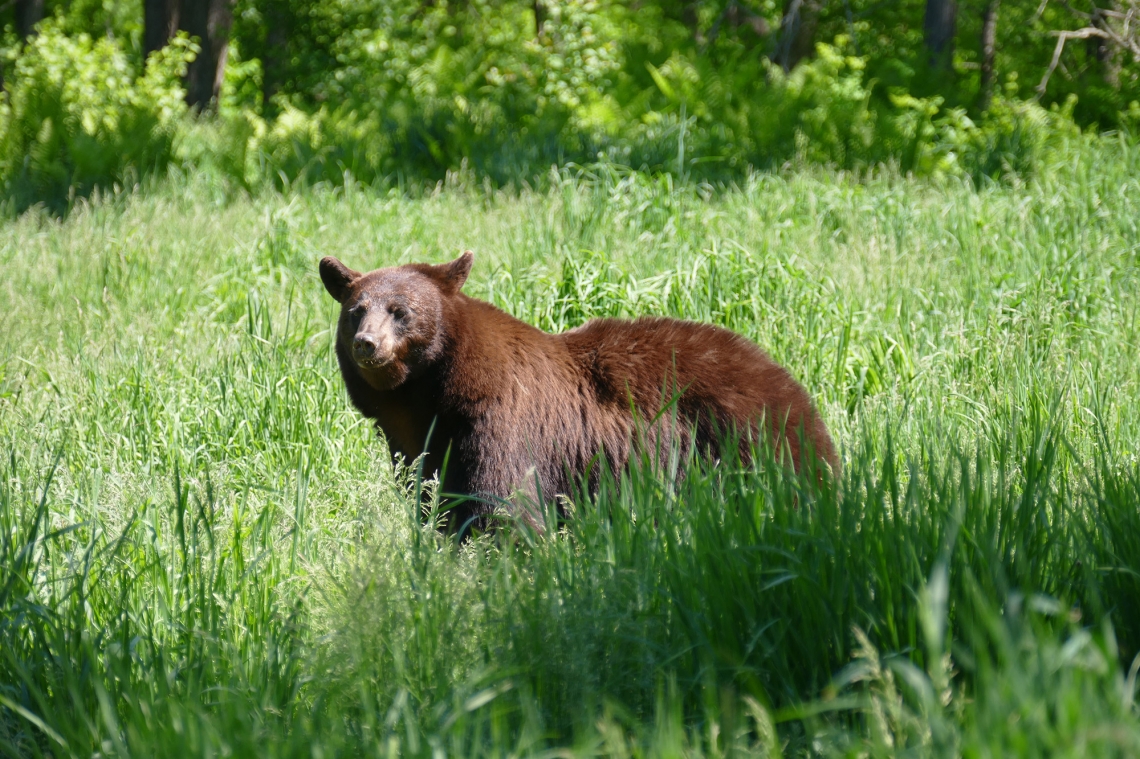 American black bear_U americanus Minnesota_cinnamon color phase_D Garshelis