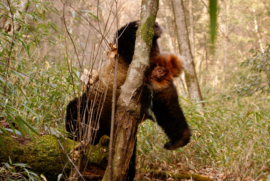 Giant panda_A melanoleuca_Foping NR_scent marking by handstand_IOZCAS