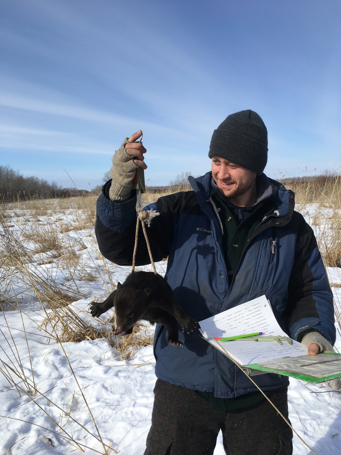 American black bear_U americanus_Minnesota_weighing cubs at den_D Garshelis