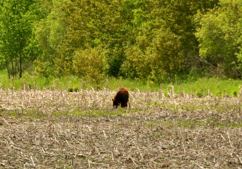 American black bear_U americanus_Minnesota_consuming waste corn after harvest_M Ditmer