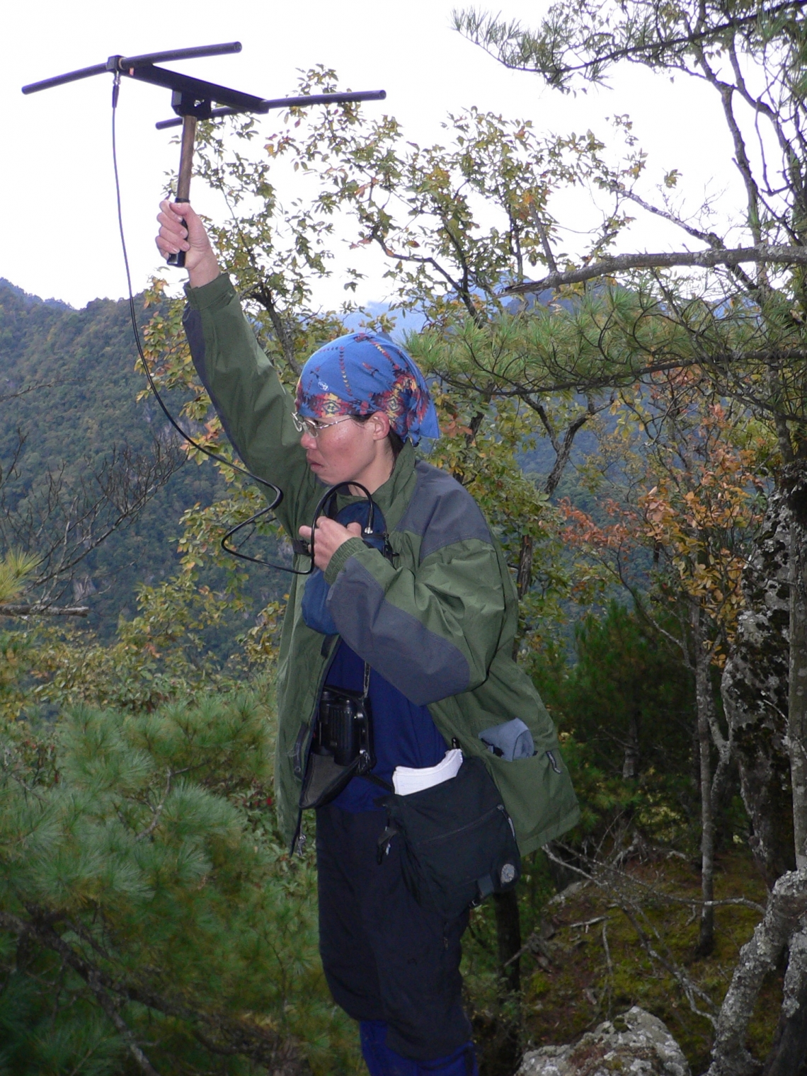 Asiatic black bear_U thibetanus_Taiwan_radiotracking_D Garshelis