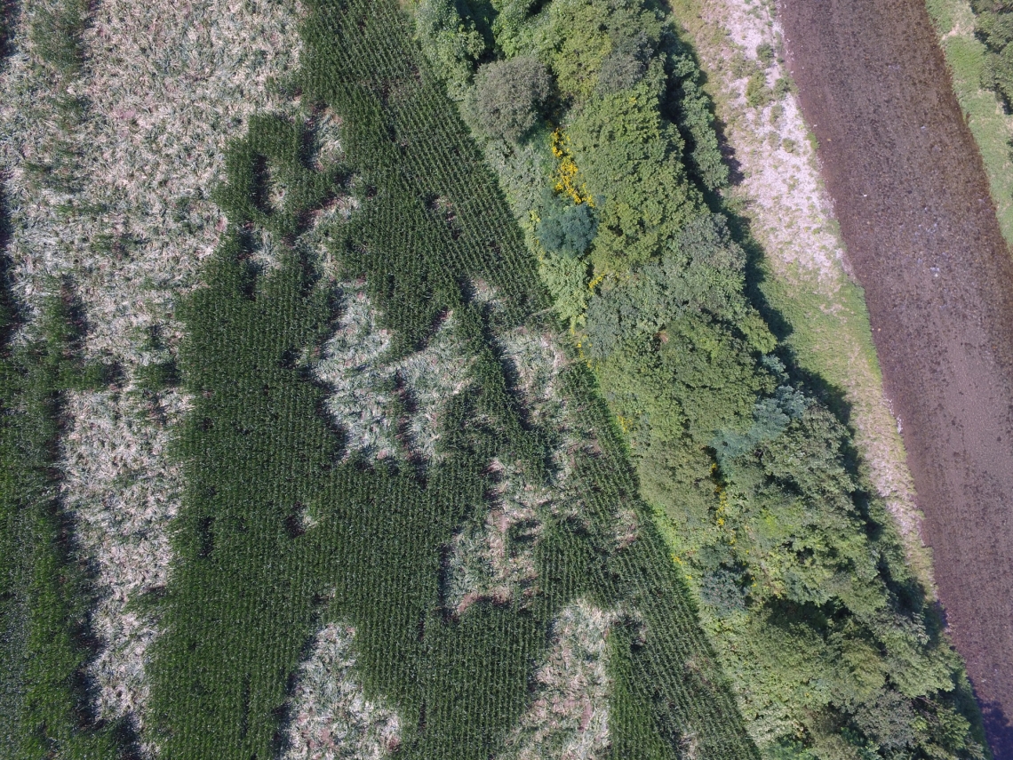 Brown bear_U arctos_Hokkaido Japan_corn damage_Hifumi Tsuruga