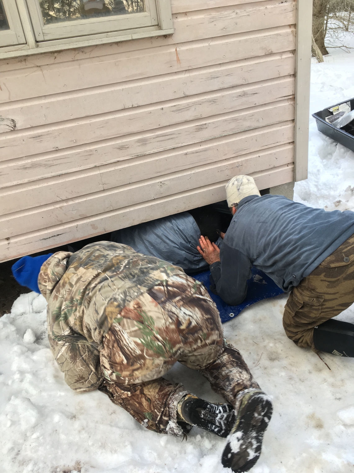 American black bear_U americanus_Minnesota_researchers temporarily removing denned bear from under house_D Garshelis