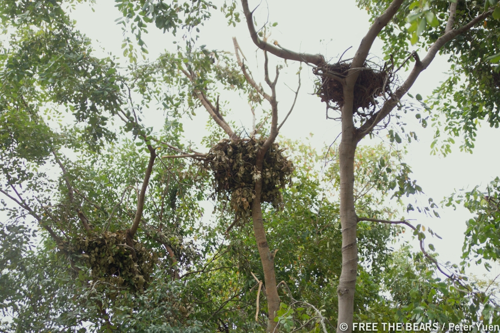 Sun bear_H malayanus_Cambodia Bear sanctuary Cambodia_Bear nests_Free the Bears