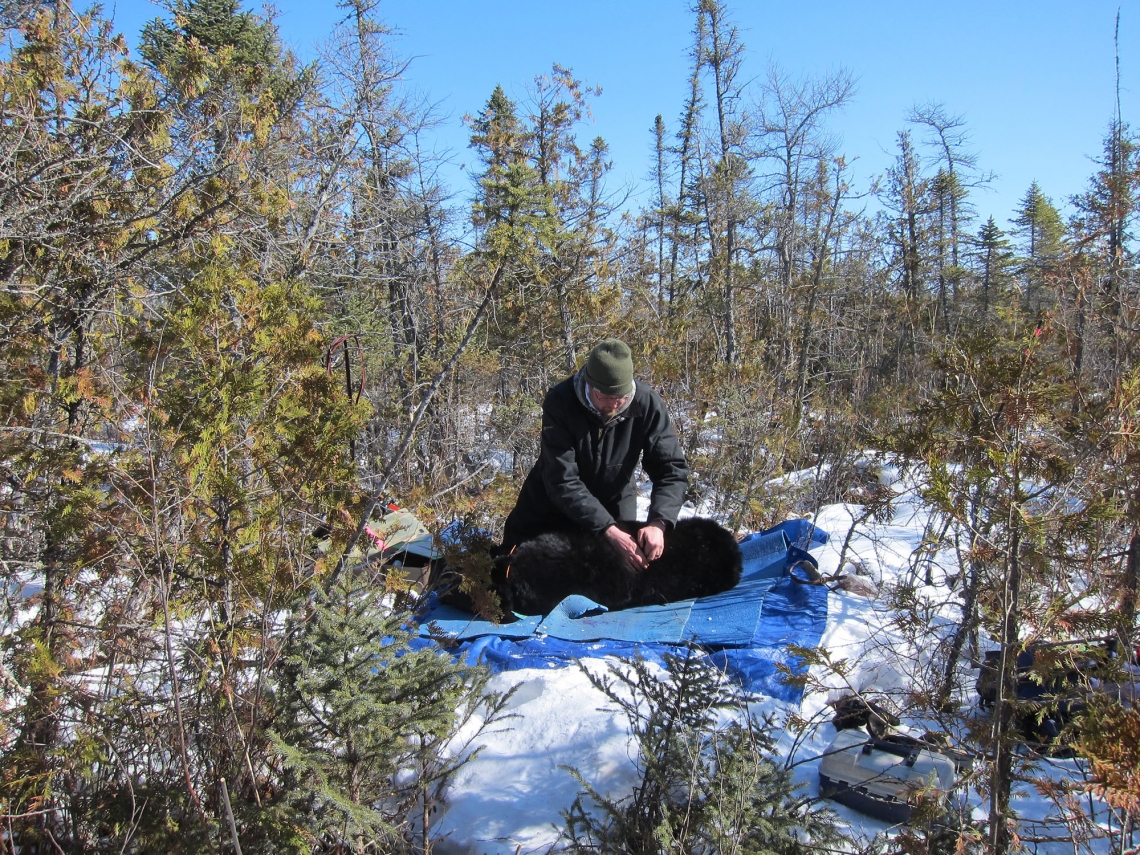 American black bear_U americanus_Minnesota_researcher studying changes in body condition (denning bear)_D Garshelis