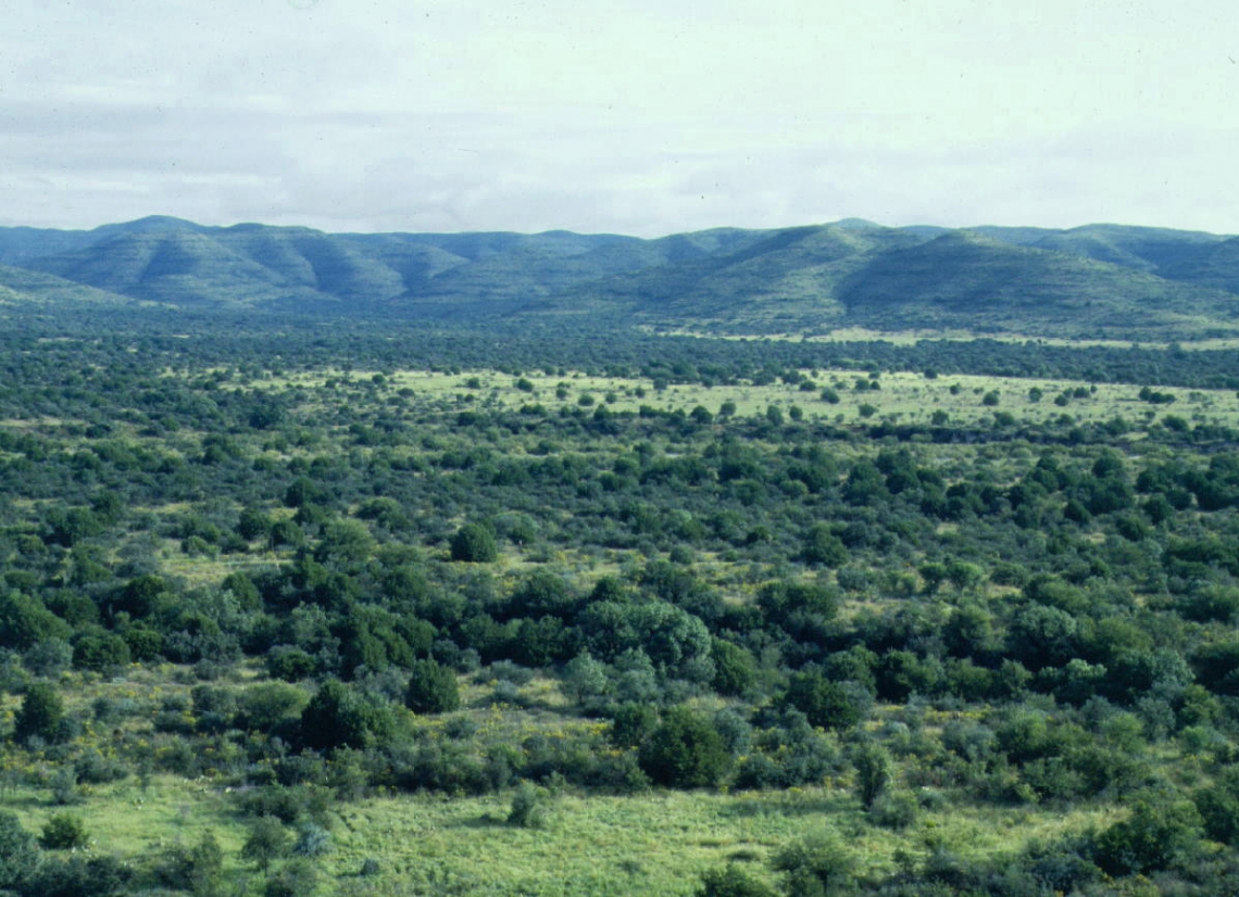 American black bear_U americanus Coahuila Mexico_bear habitat_D Doan-Crider