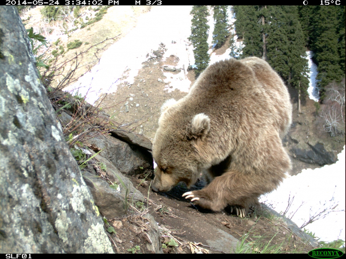 Brown Bear_U arctos, Machiara National Park Pakistan_preparing to dig with characteristic long claws, S, Hameed